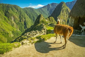 Image showing Llama in mountains