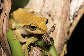 Image showing Beautiful small frog Boophis rhodoscelis Madagascar