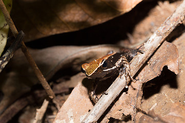 Image showing Beautiful small frog brown mantella Madagascar