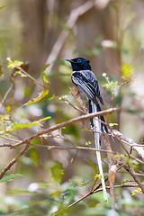 Image showing Madagascar bird Paradise-flycatcher, Terpsiphone mutata