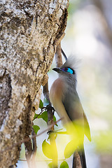 Image showing Crested coua bird (Coua cristata) Madagascar