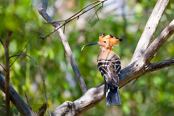 Image showing Endemic bird Madagascan hoopoe Madagascar