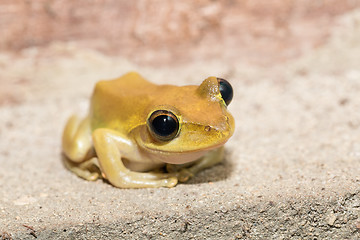 Image showing Beautiful small frog Boophis rhodoscelis Madagascar