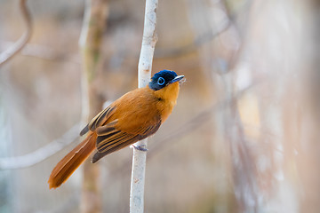 Image showing Madagascar bird Paradise-flycatcher, Terpsiphone mutata