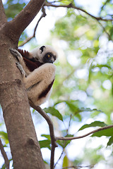 Image showing Coquerel\'s sifaka (Propithecus coquereli) Madagascar