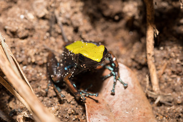 Image showing black and yellow frog Climbing Mantella, Madagascar