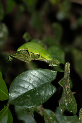 Image showing Perinet chameleon, (Calumma gastrotaenia) Madagascar