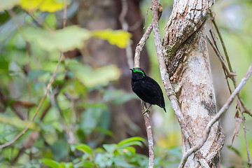 Image showing Endemic bird velvet asity Madagascar