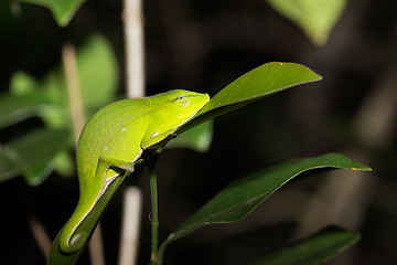 Image showing Perinet chameleon, (Calumma gastrotaenia) Madagascar