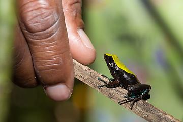 Image showing black and yellow frog Climbing Mantella, Madagascar