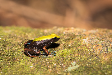 Image showing black and yellow frog Climbing Mantella, Madagascar