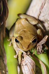 Image showing Beautiful small frog Boophis rhodoscelis Madagascar