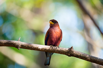 Image showing Bird Broad-billed Roller (Eurystomus glaucurus) Madagascar