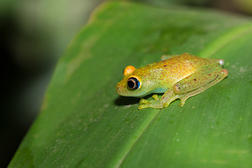 Image showing Green bright-eyed frog,  Andasibe Madagascar