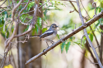 Image showing Madagascar bird Robin Madagascar Magpie