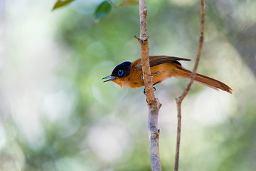 Image showing Madagascar bird Paradise-flycatcher, Terpsiphone mutata