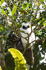 Image showing Madagascar bird Long-eared Owl (Asio madagascariensis)