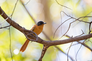 Image showing Madagascar bird Paradise-flycatcher, Terpsiphone mutata