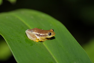 Image showing Spotted Madagascar Reed Frog, Andasibe Madagascar