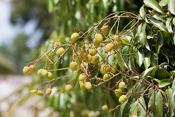 Image showing Unripe exotic fruit Lychee, madagascar