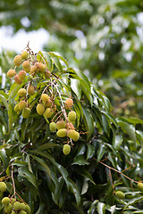 Image showing Unripe exotic fruit Lychee, madagascar