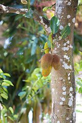 Image showing Jackfruit (Artocarpus heterophyllus) Madagascar