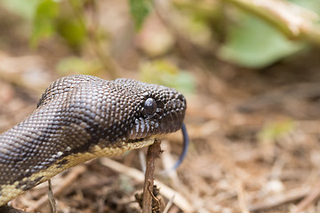 Image showing madagascar tree boa, Sanzinia madagascariensis