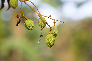 Image showing Unripe exotic fruit Lychee, madagascar