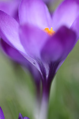 Image showing Close up of violet crocus flowers in a field