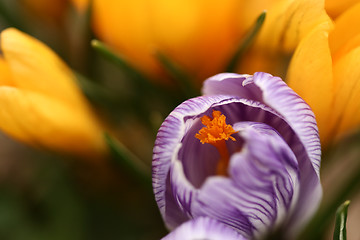 Image showing Close up of violet crocus flowers in a field