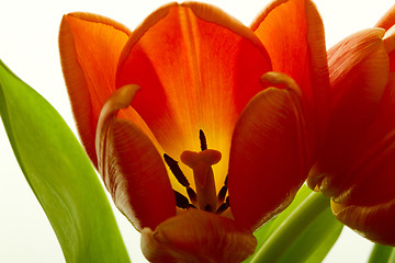 Image showing Orange and red tulip flowers closeup