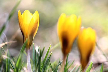 Image showing Close up of violet crocus flowers in a field