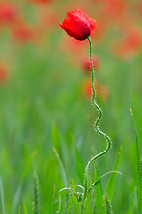 Image showing Many poppies in a field a cloudy sommer day