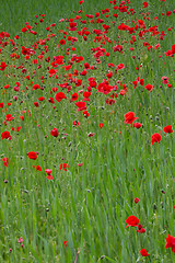 Image showing Many poppies in a field a cloudy sommer day