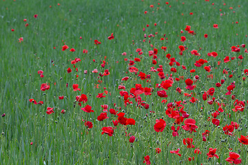 Image showing Many poppies in a field a cloudy sommer day