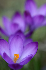 Image showing Close up of violet crocus flowers in a field