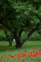 Image showing Many poppies in a field a cloudy sommer day