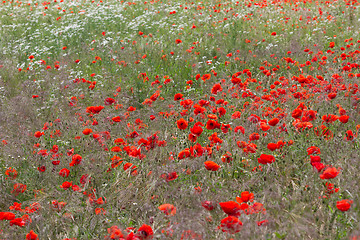 Image showing Many poppies in a field a cloudy sommer day