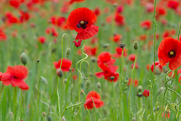 Image showing Many poppies in a field a cloudy sommer day