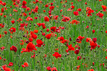 Image showing Many poppies in a field a cloudy sommer day