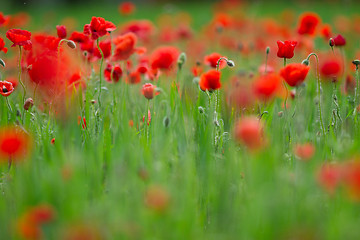 Image showing Many poppies in a field a cloudy sommer day