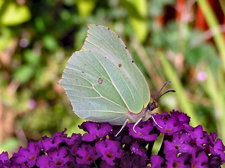 Image showing Brimstone