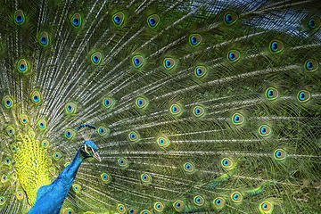 Image showing peacock showing his feathers