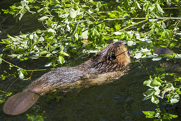 Image showing beaver eating green leaf