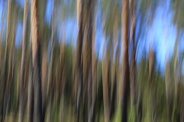 Image showing Abstract Background with Pine Trees and Sky