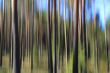 Image showing Abstract Background with Pine Tree Trunks