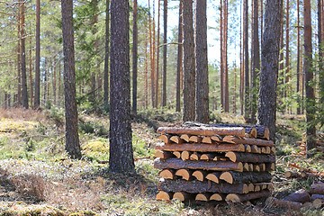 Image showing Firewood in Spring Forest