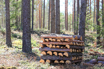 Image showing Stack of Firewood in Forest