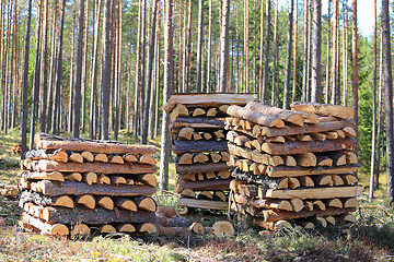 Image showing Three Stacks of Firewood in Forest