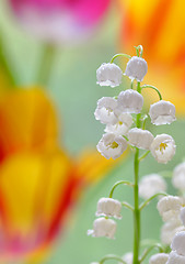 Image showing Lily of the valley (convallaria majalis)